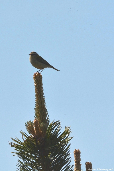 Roitelet triple bandeau Las Conques.jpg